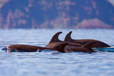 Mexico-Baja-Baja Sea Kayaking Expeditions